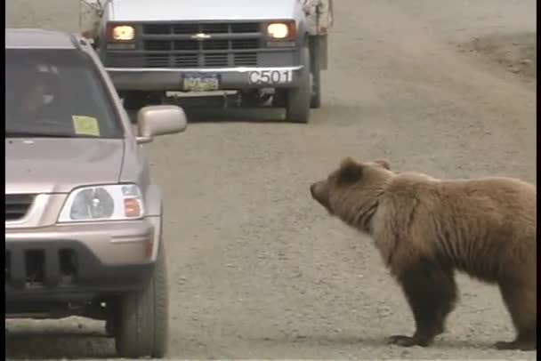 Медведь приближается к машинам — стоковое видео