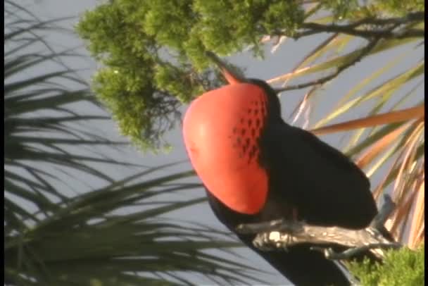 Μαύρο πουλί με πορτοκαλί στήθος — Αρχείο Βίντεο