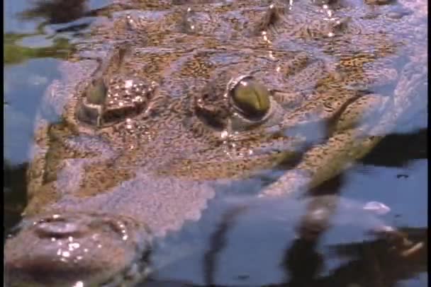 Su üstünde dışarı timsah eş — Stok video