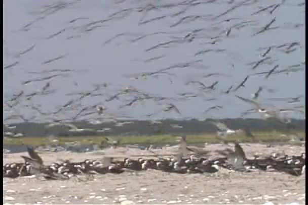 Gabbiani atterrano sulla spiaggia — Video Stock