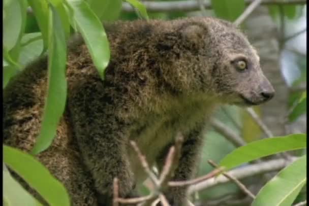 Bear Cuscus fissa la telecamera — Video Stock