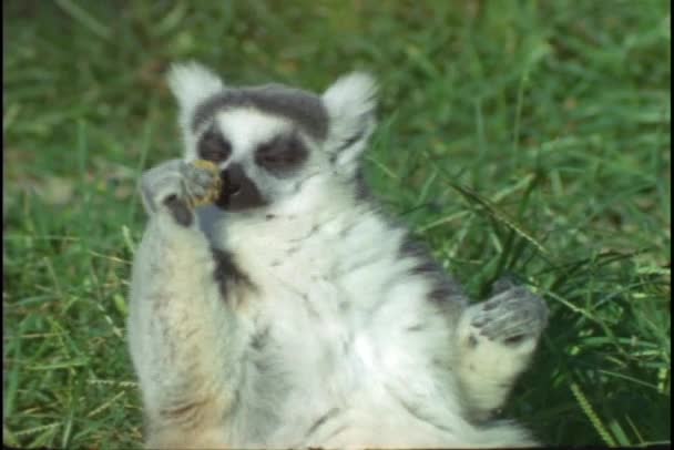Lemur Kata stanoví — Stock video