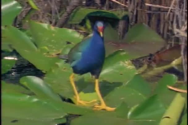 Purple gallinule walks on lily pads — Stock Video