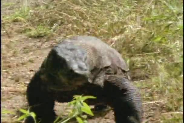 Komodovaranen promenader längs stranden — Stockvideo