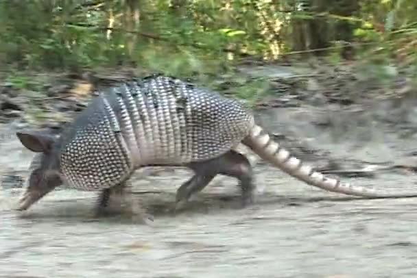 Een armadillo wandelingen over zandige grond. — Stockvideo