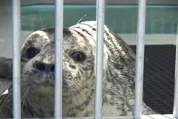 Seal sits in cage — Stock Video