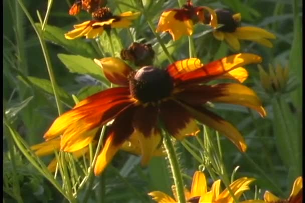Flores silvestres amarelas e vermelhas — Vídeo de Stock