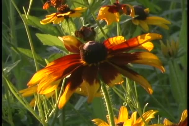 黄色と赤の野の花 — ストック動画