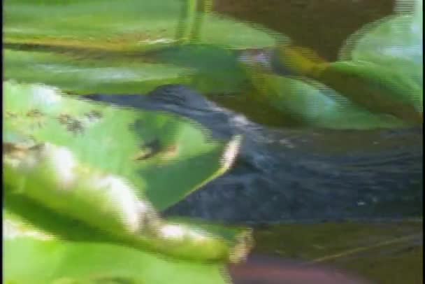 Alligator swims in water — Stock Video