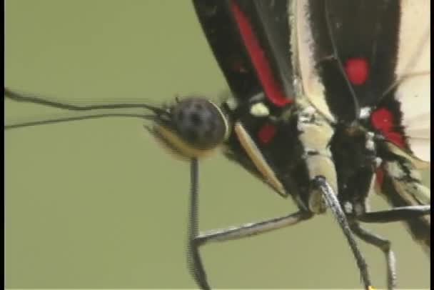 Red and black butterfly — Stock Video