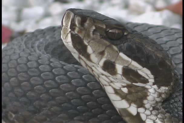 Una serpiente se sienta inmóvil — Vídeos de Stock