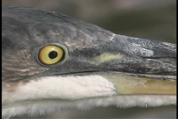 Pájaro marrón gira su cabeza — Vídeo de stock