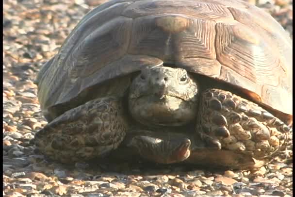 Tortoise rests on beach — Stock Video