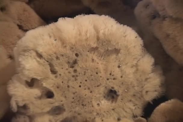 Havet svampar sitter i en låda — Stockvideo