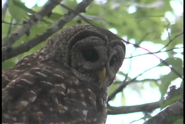 Great Horned Owl — Stockvideo