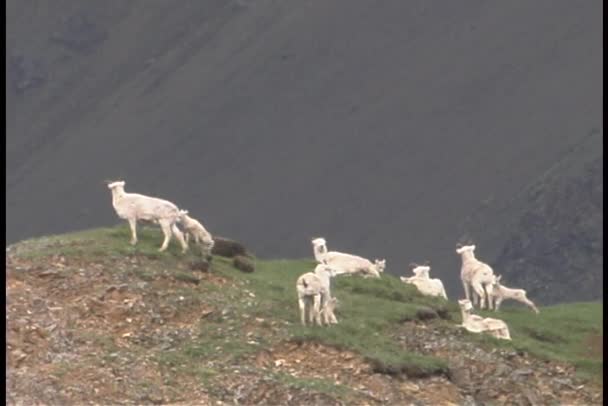 Le pecore mangiano erba in un campo — Video Stock