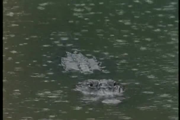Aligator pływa w wodzie — Wideo stockowe