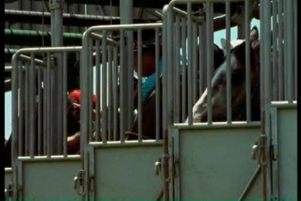 Άλογα, αφήνοντας την πύλη — Αρχείο Βίντεο