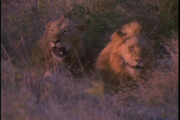 Lions zitten in het hoge gras — Stockvideo