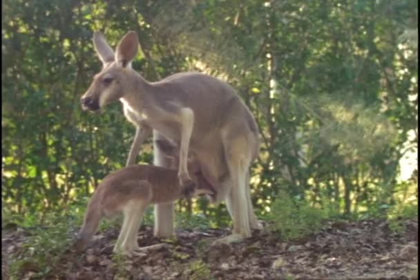 Een kangoeroe onderzoekt van zijn moeder etui — Stockvideo