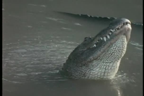 Een alligator verhoogt en verlaagt in moeras — Stockvideo