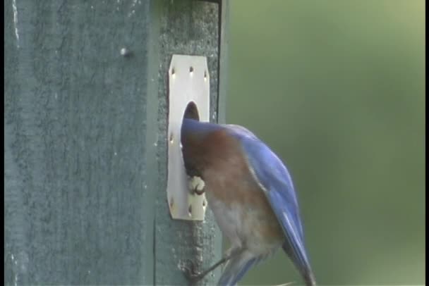 Pájaro empuja su cabeza — Vídeo de stock