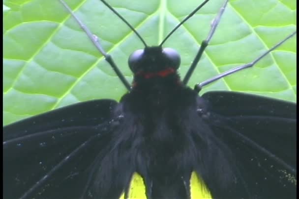 Una mariposa se sienta en una hoja — Vídeos de Stock
