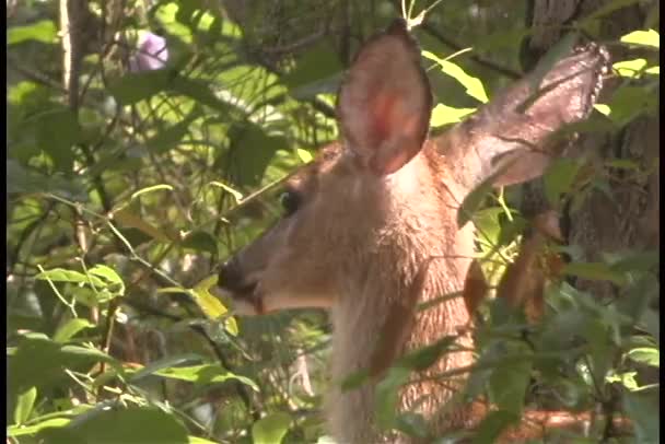 Cerf fauve tourne la tête — Video