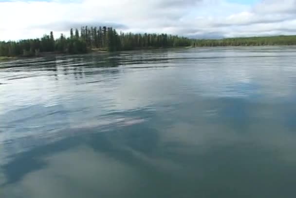 Un saumon ou une truite est fileté d'un bateau — Video