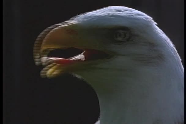 Bald eagle surveys its surroundings. — Stock Video