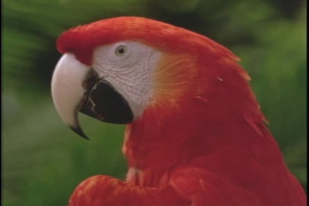 Red parrot calls — Stock Video