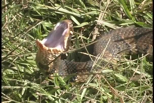 蛇会打开它的嘴 — 图库视频影像