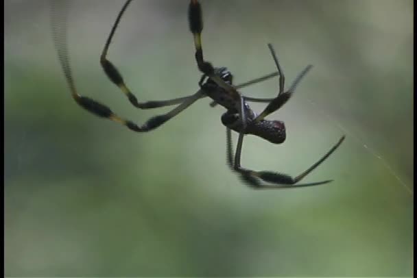 Stor svart spindel — Stockvideo