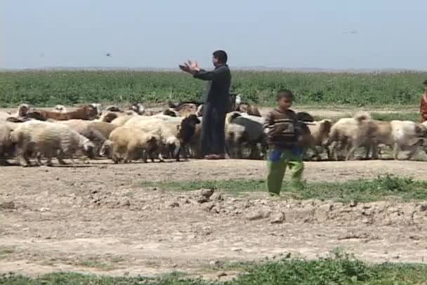 Mannen en jongens kudde schapen — Stockvideo