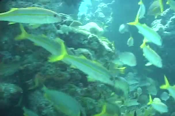 Große Fischschwärme — Stockvideo