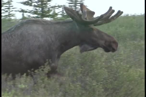 A large moose crosses the road — Stock Video