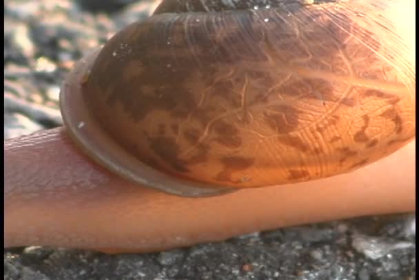 Hlemýžď slithers pomalu — Stock video