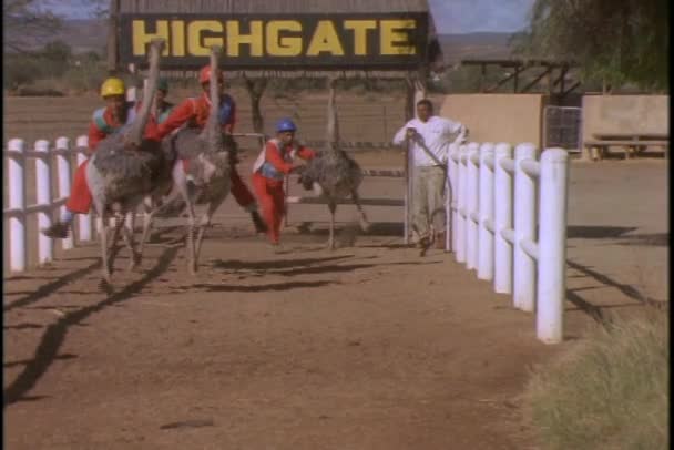 Los hombres corren en avestruces — Vídeo de stock