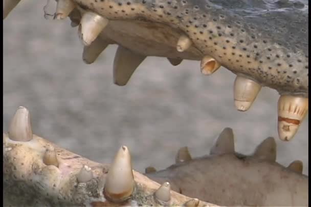 Crocodile ouvre la bouche — Video