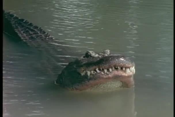 Alligator guckt über Wasser — Stockvideo