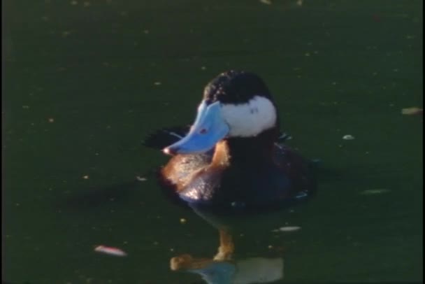 Ruddy duck swims — Stock Video