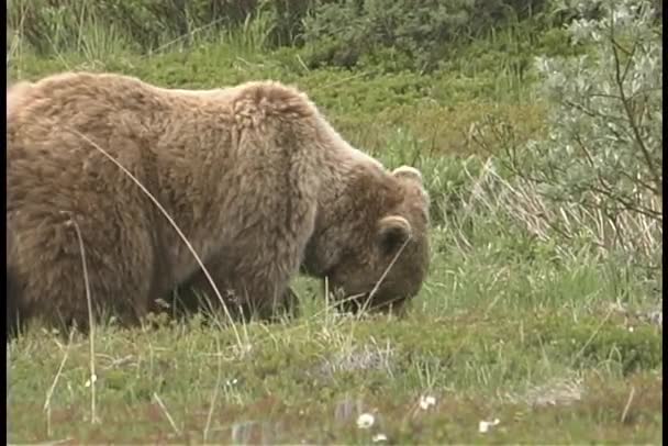 Uma mãe urso marrom e filhotes — Vídeo de Stock