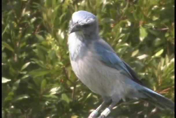 Ptak nadyma jego klatki piersiowej — Wideo stockowe