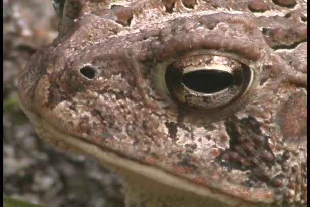 青蛙飘它的喉咙 — 图库视频影像