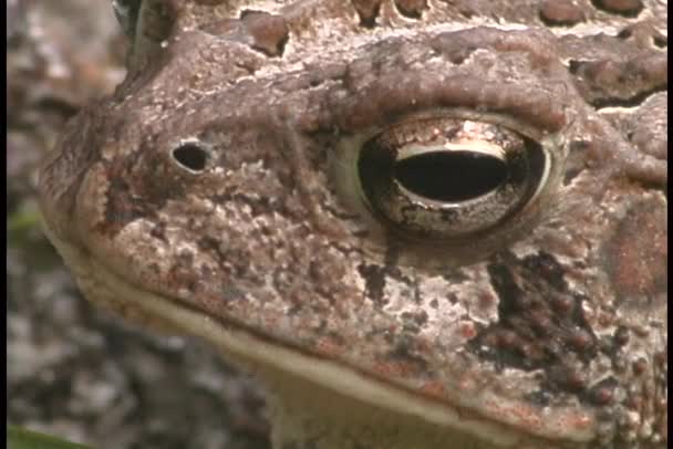 Grenouille flotte sa gorge — Video