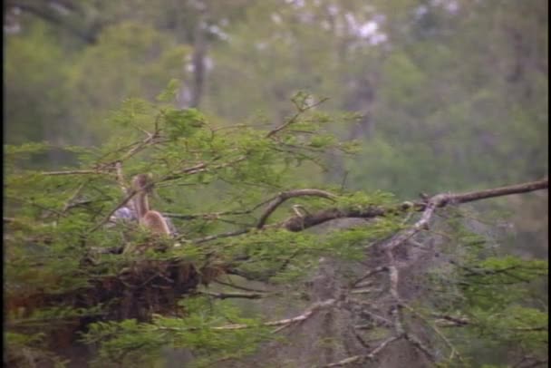 Heron levererar twig att kapsla — Stockvideo