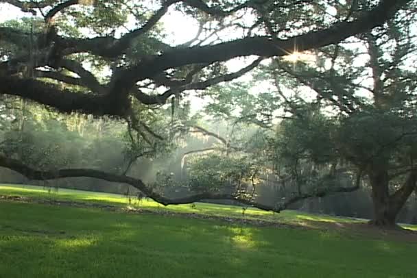 Hermoso bosque profundo y denso — Vídeo de stock