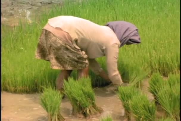 Cosecha del agricultor en arrozal — Vídeos de Stock