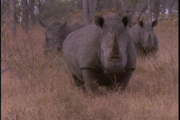 Rhinoceroses graze in grasslands. — Stock Video