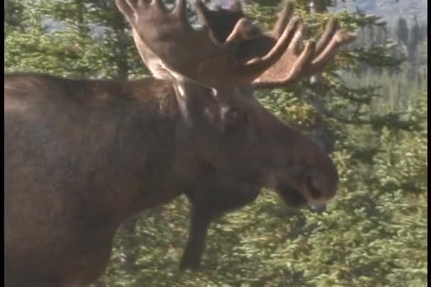 Profil d'un orignal marchant . — Video